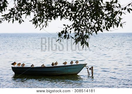 Ducks Sit On Boat On Lake In Summer