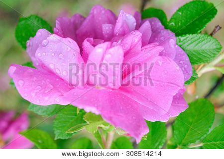 Closeup Of Pink Dogrose Or Briar Flower With Soft Focus. Macro View Of Flowering Rose Hips Of Briar 