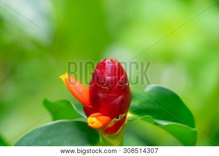 Red Button Ginger Flower   With Ants Close-up