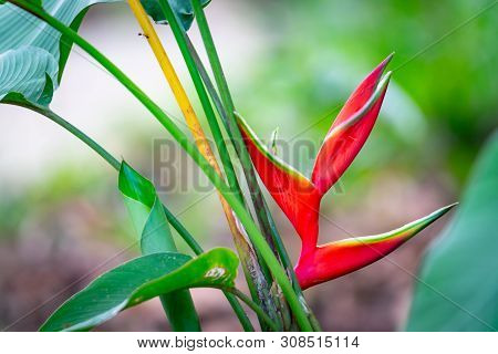 Bright Red Heliconia Flower Or False Bird Of Paradise.