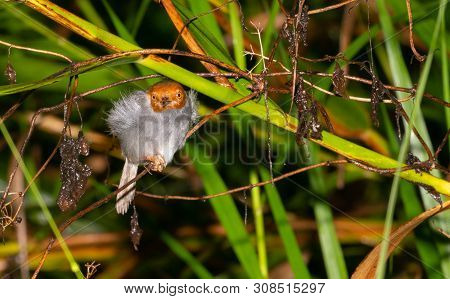 Ashey Tailor-bird In Vegetation Beside River In Sukau Sabah, Borneo.