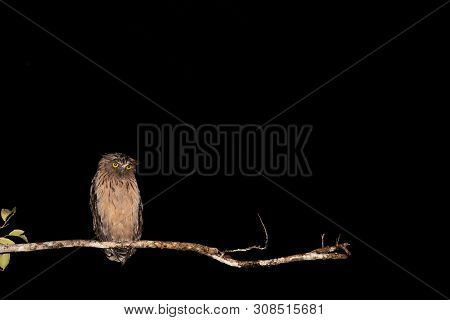 Owl Caught In Night Light On Branch