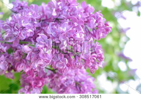 Lilac Shrub Flowers Blooming In Spring Garden. Common Lilac Syringa Vulgaris Bush. Close-up With Sof