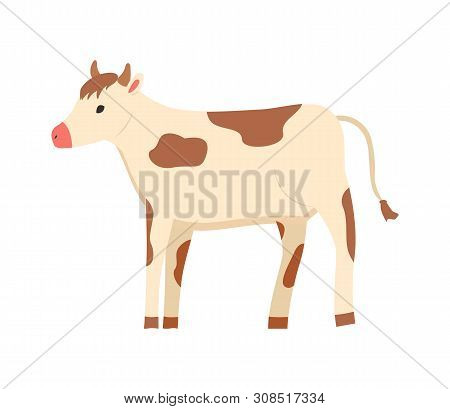Alf Of Domestic Cow, Tending Of Animals Vector, Isolated Cub With Horns, Highland Cattle With Sports