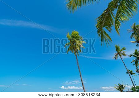 Tall Coconut Palms Against Tropical Blue Sky Fronds Moving Gently In Breeze High Up.