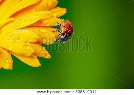 Seven-spot Ladybird, Coccinella Septempunctata On A Flower