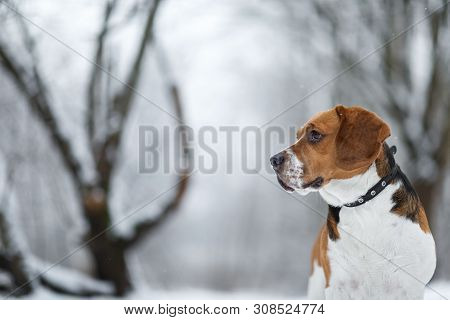 Portrait Of A Beagle Dog In Winter, Cloudy Day