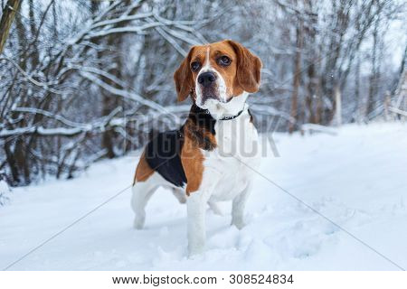 Stray Dog That Lives On The Street. Mongrel In The Snow