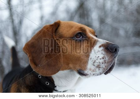 Portrait Of A Beagle Dog In Winter, Cloudy Day
