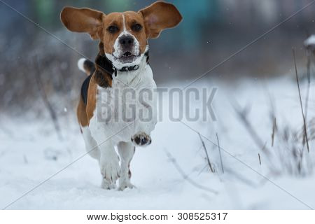 Happy Beagle Dog Running At Field In Winter