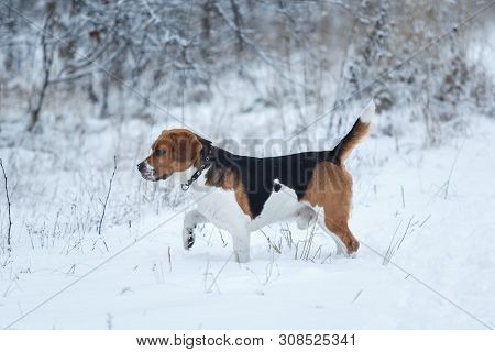 Portrait Of A Beagle Dog In Winter, Cloudy Day