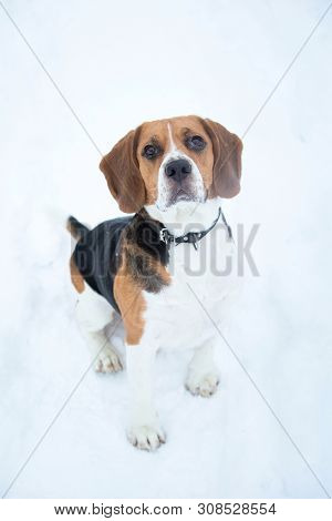 Portrait Of A Beagle Dog In Winter, Cloudy Day