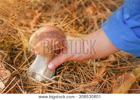 Mushroom Picking In The Forest. Porcini. Autumn Background