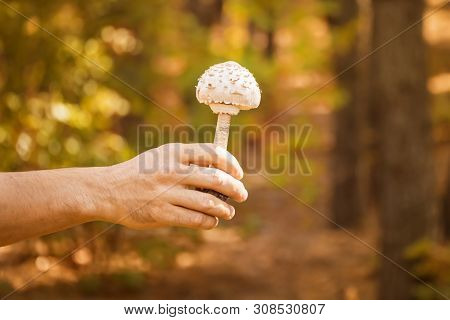 Mushrooms In Hand. Mushroom In The Forest. Autumn Background