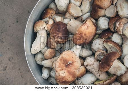White Mushrooms, Day, Close Up, Summer, Macro
