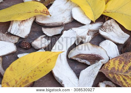 Dried Mushrooms, Day, Close Up, Summer, Macro