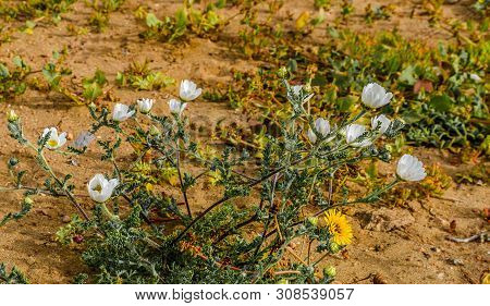 White Flower In The Desert Of The Atlantic Ocean, Morocco, Afrika