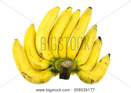 Ripe Gros Michel Banana Isolated On White Background, Krua Hom Thong Plants Grown In Thailand