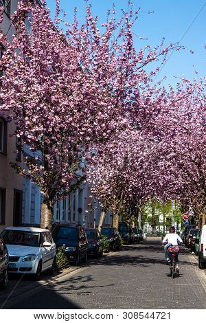 Bonn, Germany - April 24: Rows Of Cherry Blossom Trees On Heerstrasse In Bonn, Germany On April 24, 
