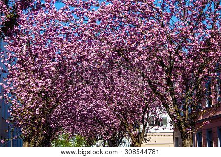 Rows Of Cherry Blossom Trees On Heerstrasse In Bonn, Germany