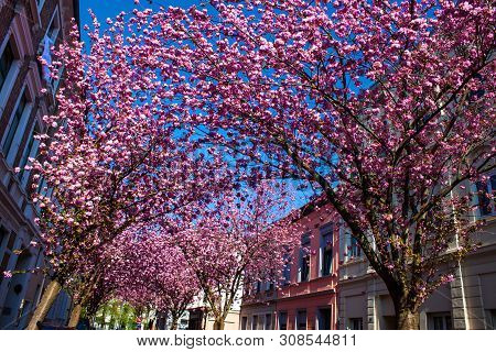 Rows Of Cherry Blossom Trees On Heerstrasse In Bonn, Germany