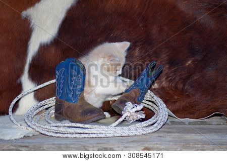 Kitten With Lariat And Cowboy Boots