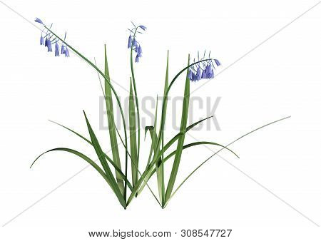 3D Rendering Bluebell Flowers On White