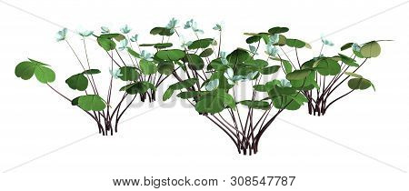 3D Rendering Wood Sorrel Flowers On White