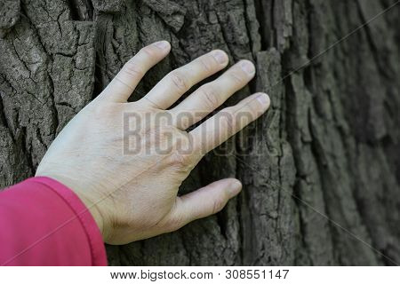 Man Hand Hold Old Tree Touch To Fell Texture Of Nature Retreatment By Nature Surface Background.hugg