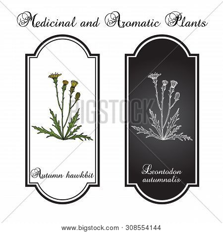 Autumn Hawkbit Scorzoneroides Autumnalis , Or Fall Dandelion, Medicinal Plant. Hand Drawn Botanical 
