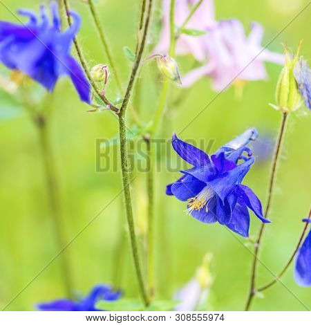Aquilegia Is Also Called Orlik Or Catchment. It Belongs To The Genus Of Perennial Herbaceous Plants 