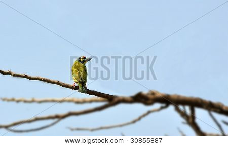 Uccello, Coppersmith Barbet, Perched_branch_blue Sky