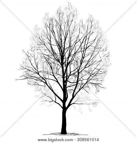 Poplar (populus L.) Silhouette Without Foliage, In The Winter, The Black-and-white Vector Image On A