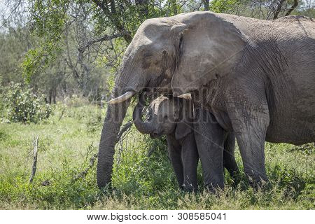 African Bush Elephant Mother And Baby In Kruger National Park, South Africa ; Specie Loxodonta Afric