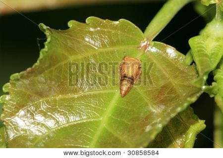 녹색 잎에 leafhopper