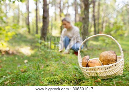 season, nature and leisure concept - wicker basket with brown cap boletus and young woman picking mushrooms in autumn forest