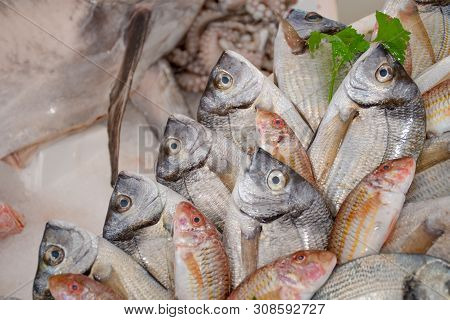 Various Fresh Seafood And Fish Displayed On The Table For Sale In A Fish Market In Bari, Italy