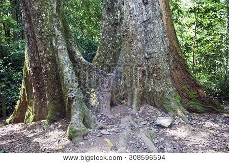 Giant Tree In Cuc Phuong National Park In Vietnam