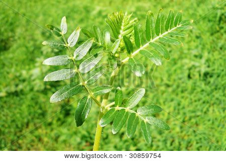 Zygophyllaceae