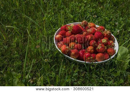 Plate With Wild Strawberry .ripe Red Fruit On Natural Background. Slective Focus