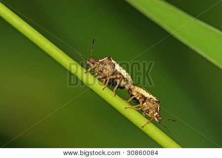 Stinkbug