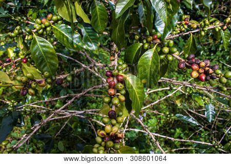 Coffee Beans On Bolaven Plateau In Laos