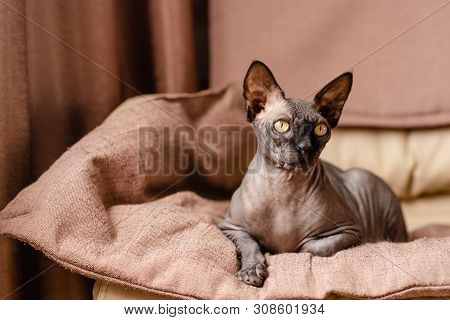 Grey Cat Sitting In An Armchair. Canadian Spynx Bold Cat Having Rest.