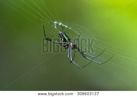 Leucauge spider, long-jawed orb weaver with green color on its web with blurred green background