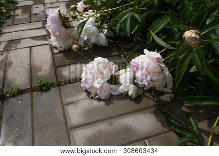 Summer Flowers, Beautiful Big Blooming Wite And Pinck Wilted Peony Flowers With Buds On A Concrete B