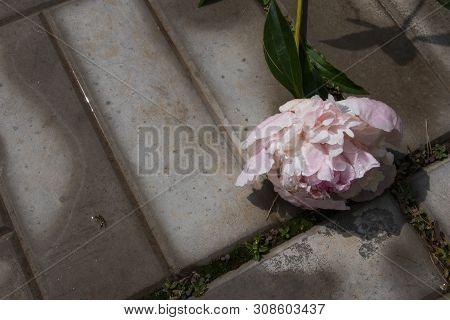 Summer Flowers, Beautiful Big Blooming Wite And Pinck Wilted Peony Flowers With Buds On A Concrete B