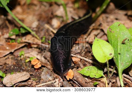 Black Slug (or Limax Cinereoniger) Eats Mushroom