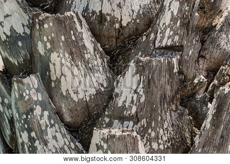 Closeup Of Palm Tree Trunk. Abstract Background Of Arecaceae Bark.