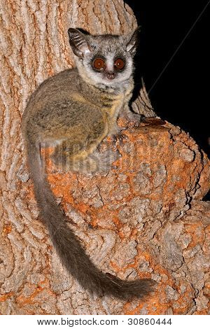 Mindre Bushbaby