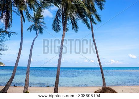Palms On Haad Khom Beach On Koh Phangan Island, Thailand